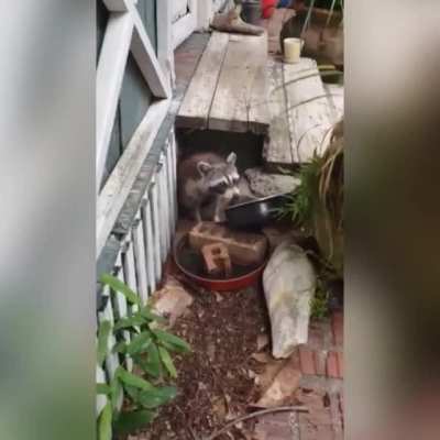 My friend just moved into this house and the landlady left Oreos with a note saying "For The Raccoon". He now knows why!