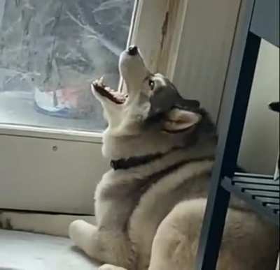 "Let me ouuuutttt!!"