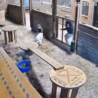 A brave mother saves her goat with a single kick to a mountain lion that entered her farm! ?