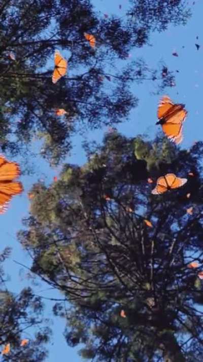 ? Kaleidoscope of Butterflies
