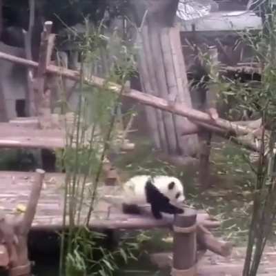 Don't u love how almost every video of pandas looks like chaos