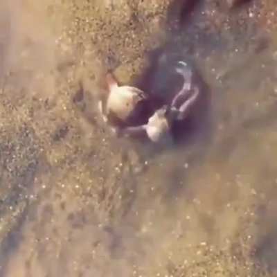 ?Male crab protecting a female crab when an annoying human tries messing with her