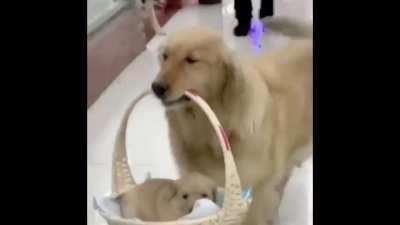 A Golden Mother &amp; Her little Basket Pupper! ❤️