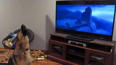 German shepherd started howling with wolves from Zootopia ?