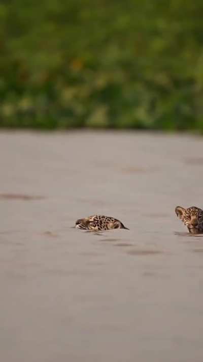 ? A precious moment witnessed as a Jaguar cub crossed a channel on piggyback