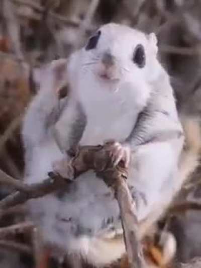 ? The Japanese dwarf flying squirrel is one of two species of Old World flying squirrels in the genus Pteromys. During the day this squirrel hides in a hole, usually in a coniferous tree, emerging at night to feed.