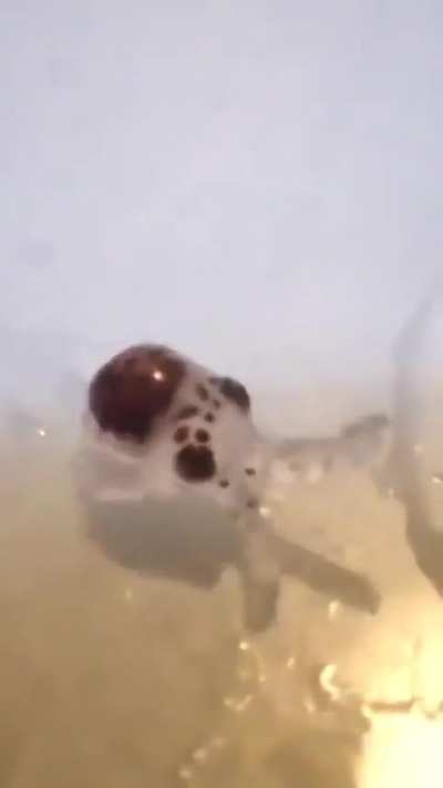 ?Born the size of a grain of rice, baby octopuses possess remarkable intelligence and problem-solving skills.