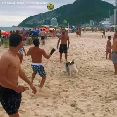 Doggo Bonito