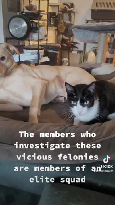 Cat &amp; order svu