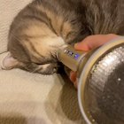 Kitty Snoring on an echo mic (audio)