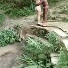 Tarzan is out of shape...