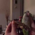 Parrot Armed Forces