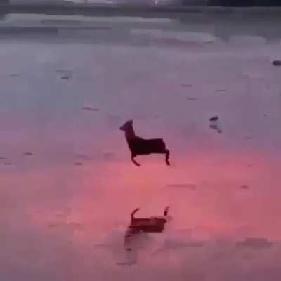 ? A Deer pronking along a beach during low tide