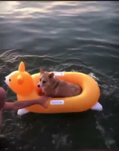 Corgi in a corgi floatie