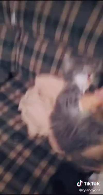 Literally the cutest TikTok ever.
