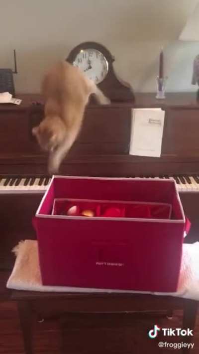 Derp but with the musician's soul ?❤️