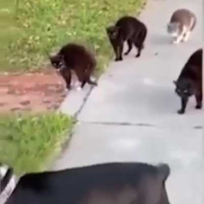 Gangland: Aminal Edition