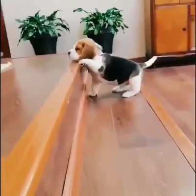Big Steps & Small Dog = adorable stuff..