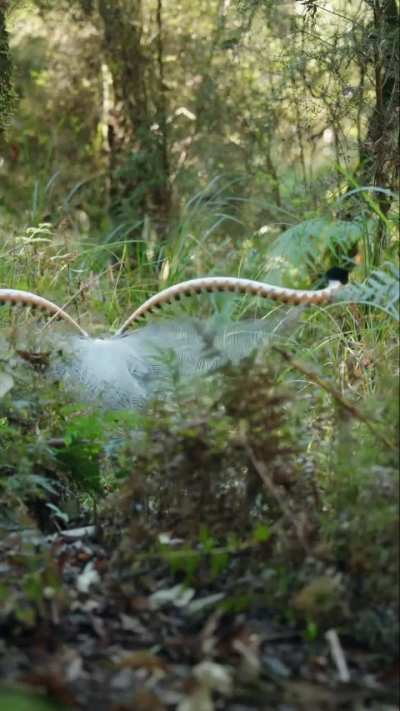 Lyrebird Performs Stunning Display for Female (credit : @jeremyfilmsthings)