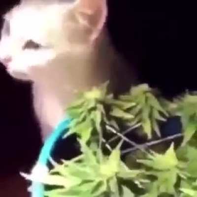 cat vibing