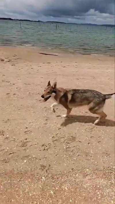 Are they playing or fighting!? ?