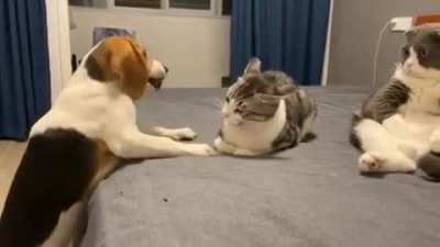 Cutest jerk