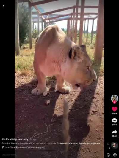 A lion and her potato