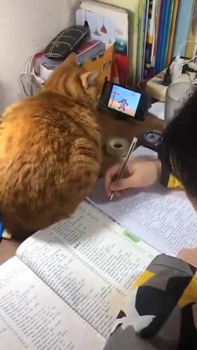 How to keep your cat occupied while you study.