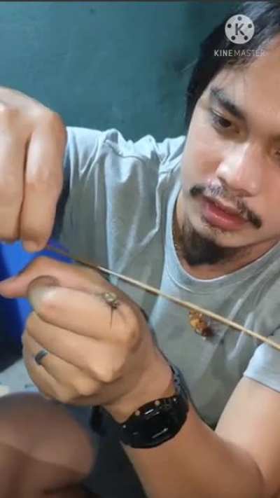 Roach VS Spider VS Human