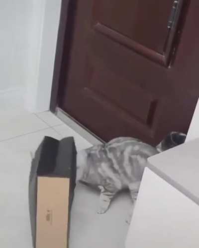 My kitty used to do that, then gets terrified of herself dragging the bag all over the place