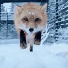 You have been eaten