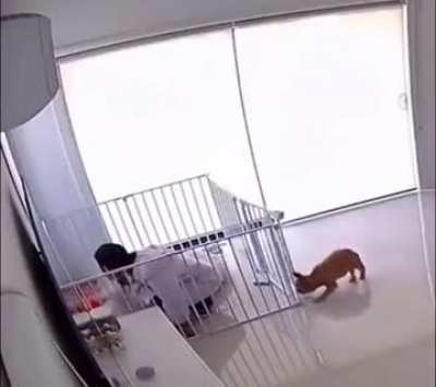 Lock you, hooman!