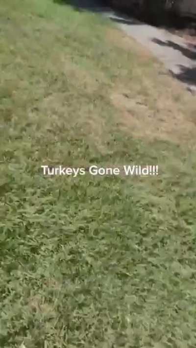 Turkeys pursue woman