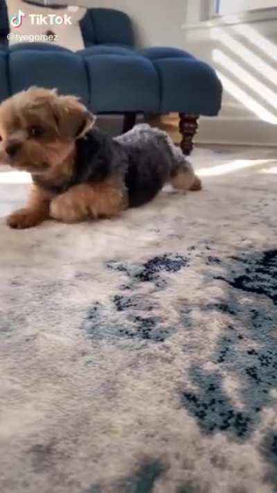 This has to be the same dog as this gif, right? Gif in comments.
