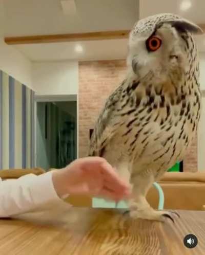 Owl just being a cat