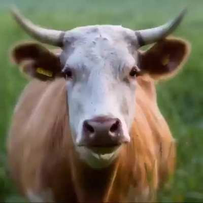 ? Faces, animals, life.
