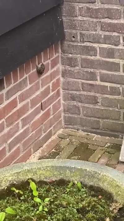 ?Treecreeper chicks climbing a wall.