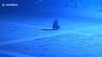He tried to get away but the manhole cover had other plans