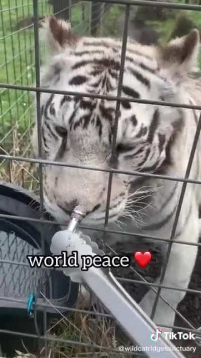 They have a lot to say