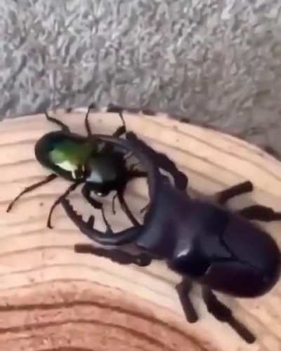 The big ROBOT bug on the right encounters the real bug.