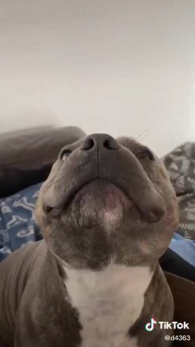 Just a happy doggo ?