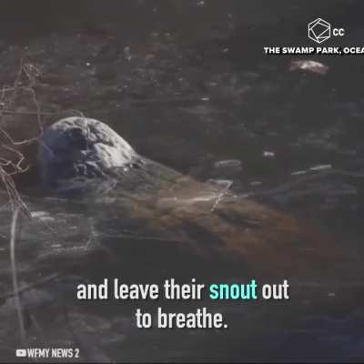? ?Alligators Are Frozen This Time Of Year In North Carolina, With Their Noses Above The Water. ? ?