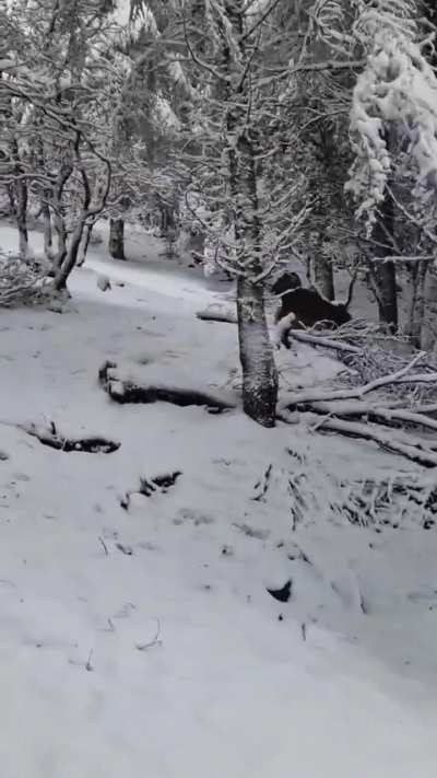 ?Rams of Barbary sheeps moving across the snowy Tazekka National Park (Morocco)
