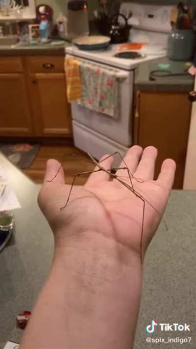 Get stickbugged