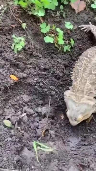 Little garden helper