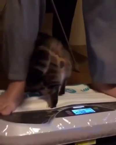 Meow irl