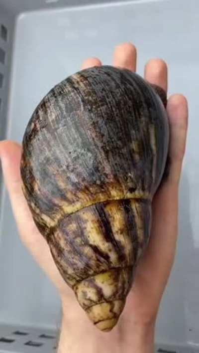 An Archachatina lifecycle