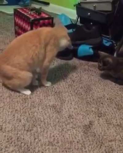 Cat does a magic trick