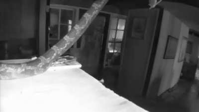 Security cam notification, and this is what I see….