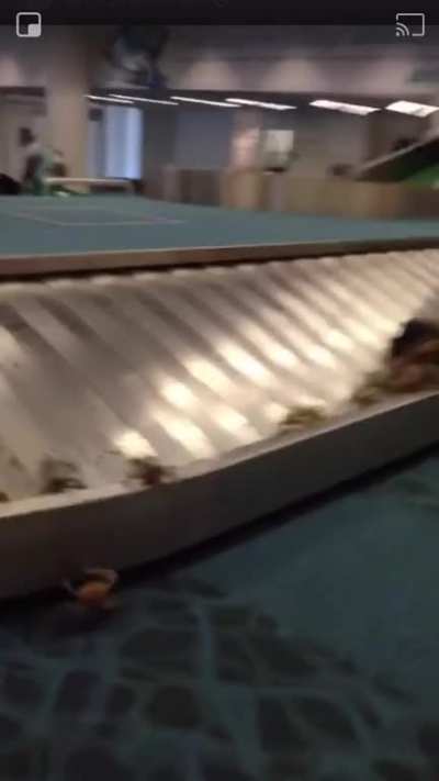 Crab invasion